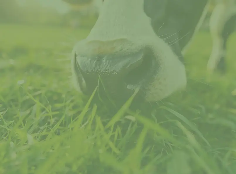 De voordelen van grasgevoerd vlees