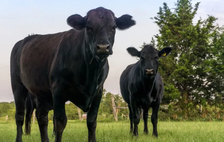 Wagyu: De kunst van boterzachte smaak